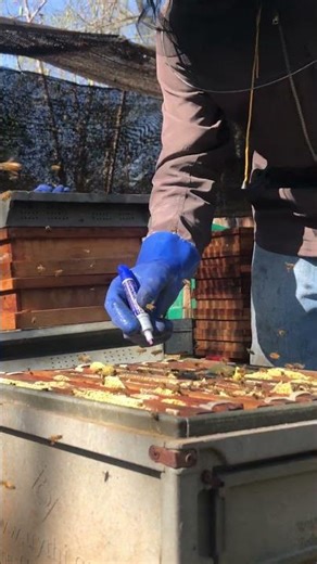 Hive Helpers 🐝 | Worker Bees at Their Daily Tasks