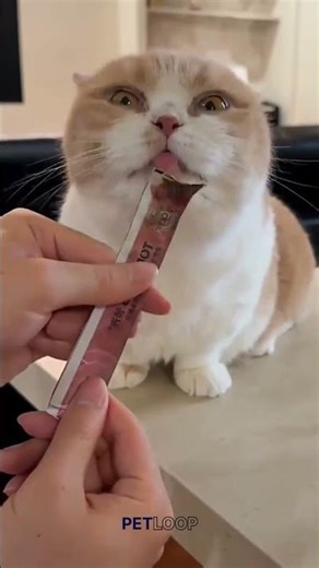 Funny Cat Pranks Gone Wrong 😂🐱#funny #miniecraft #cat #pets #shorts #tranding #petloop #cute