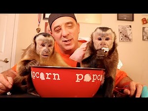 Capuchin Monkeys PopCorn Party!
