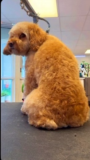 Confidence looks gorgeous on you, Bella ! We’re so proud of you ! #anxiety #cockapoo #doggrooming #littlebylittle | Buddy's Place LLC
