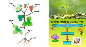 Qué es el reino vegetal y cuáles son sus características
