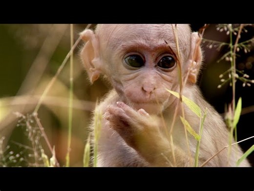 BBC Earth:Baby Macaque Must Learn to Fit In