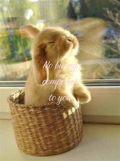 #bf #gf . #bunny #fyp #bunnies | rabbits