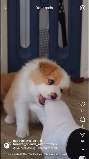 Border Collie Puppies For Sale. Available 1/8/25 BrisAust. Instagram: Furrever_Friends_MtcottonBris