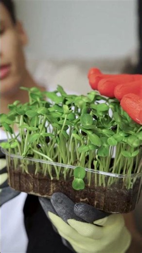 Aprenda 3 Dicas Infalíveis para Cultivar Ervas em Casa