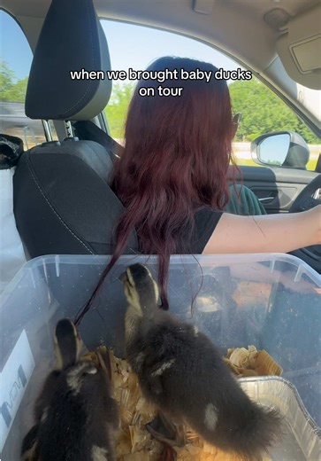 they now live at the farm in minnesota 🐣 will never forget tour with @The Head & The Heart @FUTUREBIRDS ✨ #tourlife #tourbts #musiclife #ducksoftiktok #tourducks