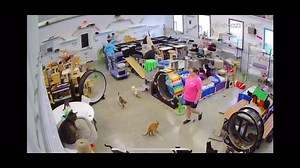 11K views · 1K reactions | Hannah discovers the new security system cameras!! (Julie’s having fun with them!)#whatsthat #levelup #better #camera #cats #catsofinstagram #furballfarmcatsanctuary #lol | Furball Farm Cat Sanctuary | Facebook