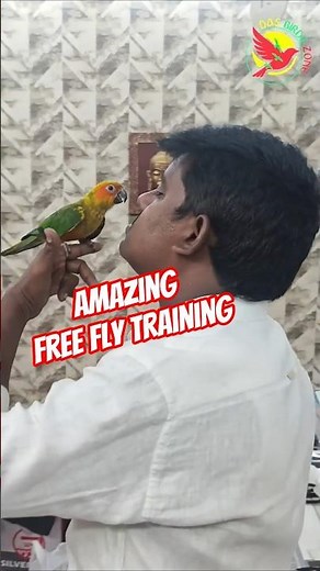 How to amazing free fly training sunconnure#s horts#viral #sunconure #cute #shorts