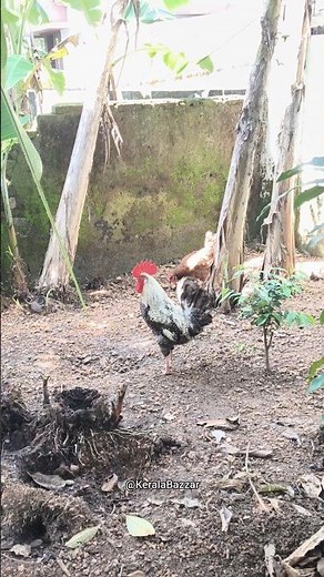 My Cock 🐓Love making with his Cute chick 🐔