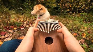 Watch Kalimba 17 Keys Thumb Piano on Amazon Live