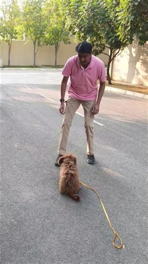 Dog training at Hyderabad #dogtrainer #dogtraining #dog #puppy #puppytraining #dogboarding