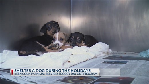 Kern County Animal Services: Streets of Bakersfield Doggy Day Out program