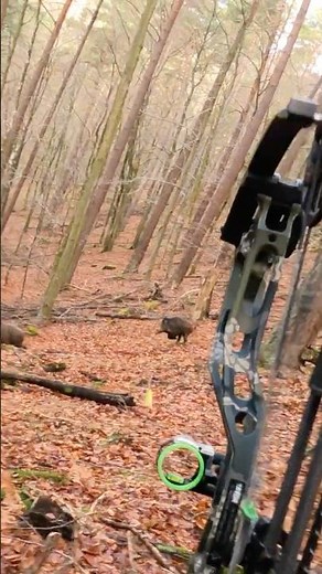 Running Wild Boar with a bow! #hunting #bowhunting #shorts