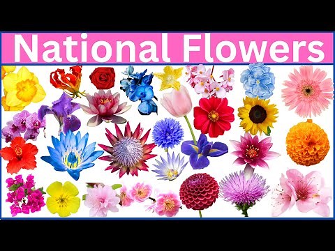 Flowers That Represent Their Countries REVEALED!
