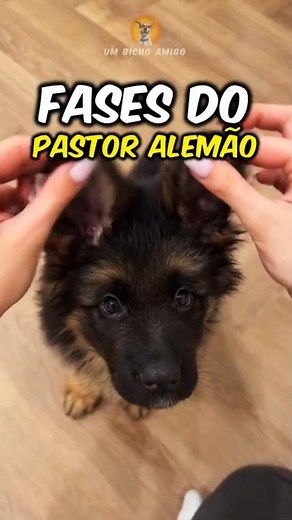 The 3 stages of the German Shepherd!