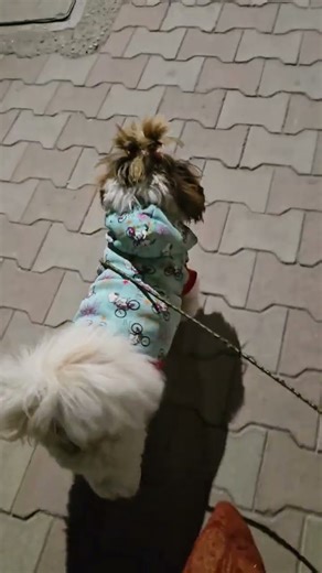 coco abi single hai 😂😂😍#pets #likesharesubscribe&comments