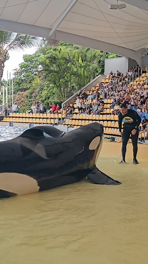 Adán & Pablo 😍 #loroparque #loropark #orca #orcas #adan #Adán #whale #killerwhale #cetacean #animalphotography #Facebook #Anitasworldoforcas #orcaocean | Anitasworldoforcas