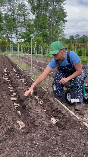 145 reactions · 16 comments | Planting the dahlia tubers!! Follow along and learn how I plant at Dreamland Flower Farm #flowers #dahliaseason #dahlia #flowerfarm #cutflowergarden #ctfarm #farm | Dreamland Flower Farm | Facebook