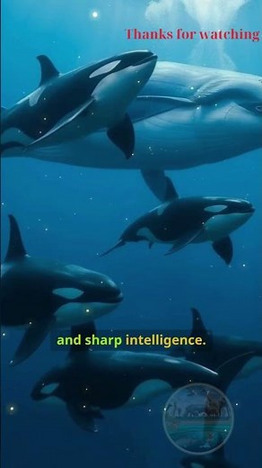 "Orca vs Blue Whale – Can a Predator Take Down a Giant of the Sea?"