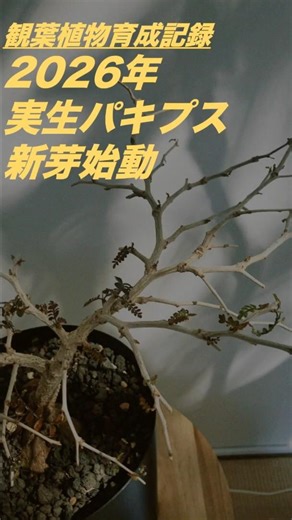 2026年 実生パキプス新芽出た！【観葉植物育成記録】