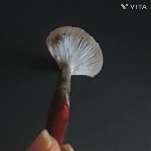 BEAUTIFUL ONE STROKE PAINTING TECHNIQUE FOR BEGINNERS