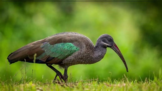 Hadada ibis sounds - Loud trumpeting bird calls | George Vlad