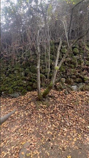 green plants grown on rocks and on the tree-Republic of Cyprus🇨🇾 | the earth’s nature