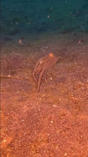 Spotting an Octopus Moving Along the Ocean Floor! 🐙