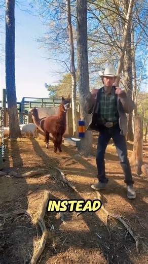 This Guy Really Ticked It Off #shortvideo #funny