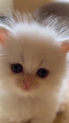 #kitten #fypシ #fypシ゚viral #fypage #cute #adorable #cuteness #love #lovable #kitty #hugable #sweet