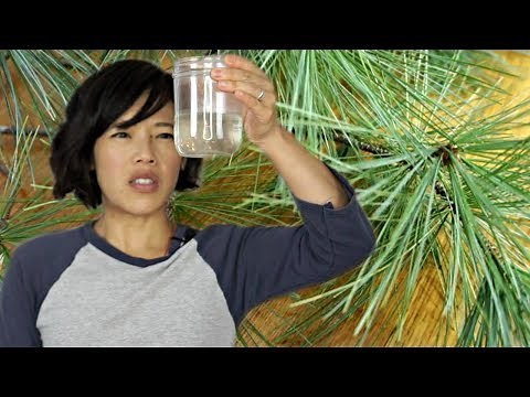 PINE NEEDLE TEA -- 18th century treatment for scurvy | HARD TIMES -- recipes from times of hardship