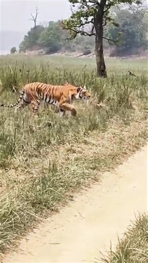 Tiger hunting on sambhardear#tigerspotted #animals