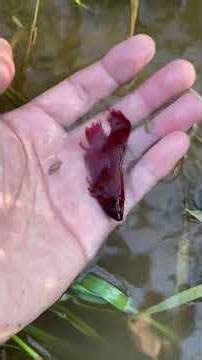 Wow So Amazing and Beautiful Betta fish. #bettafish #beautifulfish