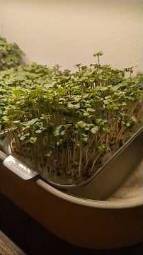 Grow your own microgreens easily 🌱 | InGarden discount code miez10 | Ceramic seedling tray