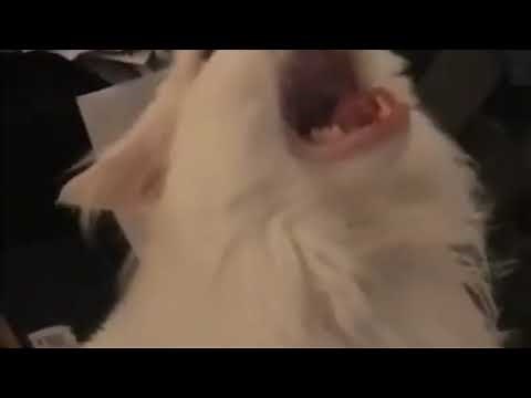 White cat scream then disappear