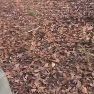 EASIEST Way to LOAD Your DEER (DEER SEASON)