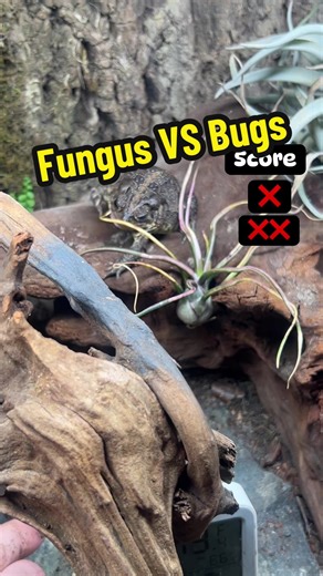 Fungus prefers looking at his food over eating it. He’s my smallest toad and I give him extra chances to eat. #fungus #toads #terrarium #frog #bug