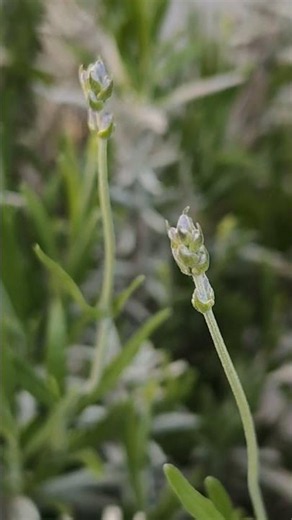 コモンラベンダ