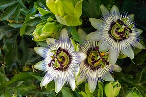 Passiflora: proprieta, utilizzi e benefici per la salute