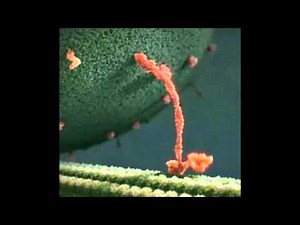 Endorphins: Feel Good and Learn Better