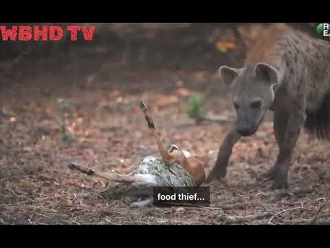 Hyena and python ￼#wildlife #animals #dangerouswildlife #python #hyena#jungle