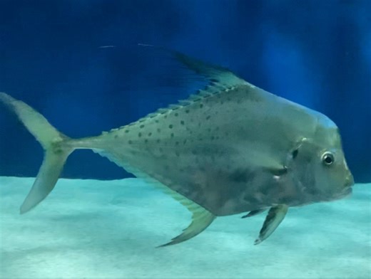 上海海洋水族馆展出的印度丝鲹（Alectis indicus）