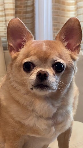 the queen of the smooth brains is back💋