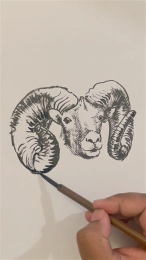 Drawing ram head #alisketchmaster #cartoon