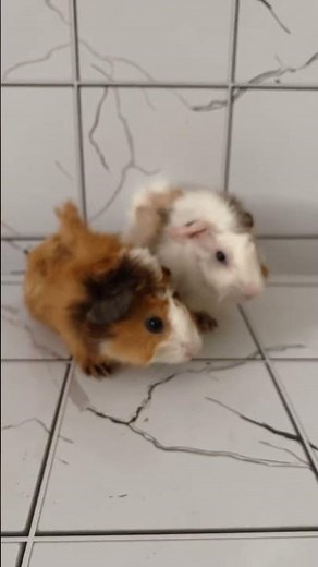 Watch These Guinea Pigs Do a Silly Dance!