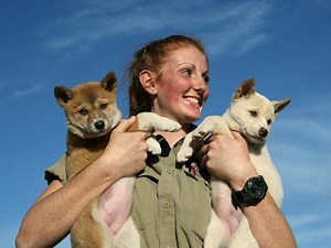 5.5K views · 48 reactions | TOO ADORABLE    Watch as these dingo pups go through rigorous training process at school  | Daily Telegraph | Facebook