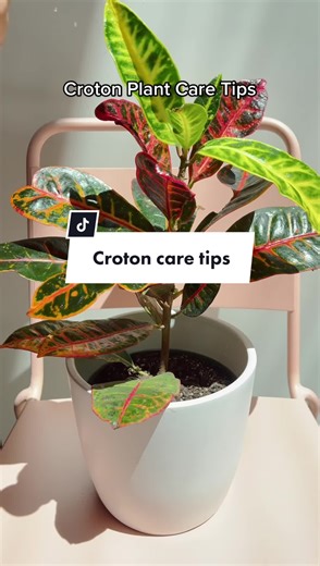 Croton Plant Care Tips: Bright Light, Watering, and Humidity