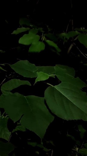 Northern Narrow-mouthed Frog Calling After Rain! Soothing 18s Nature Sound 🎵