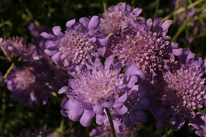 Butterfly Blue Pincushion Flower - Scabiosa columbaria 'Butterfly Blue'