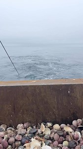 71K views · 545 reactions | Living the dream | Dexter Sheppard | Facebook